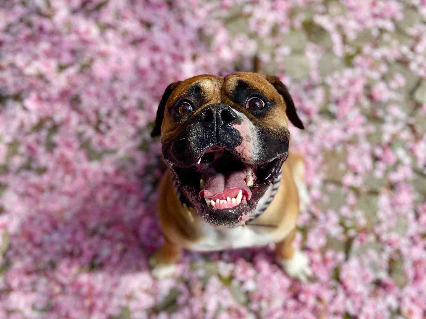 William Walker: Je to bojový pes? Hamburg Bulldogge