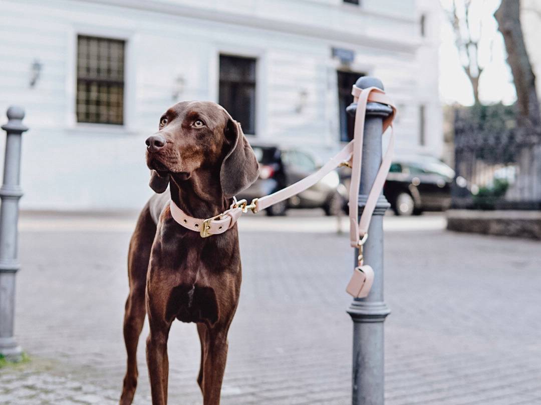 William Walker Fotografie měsíce č. 4 Wilma