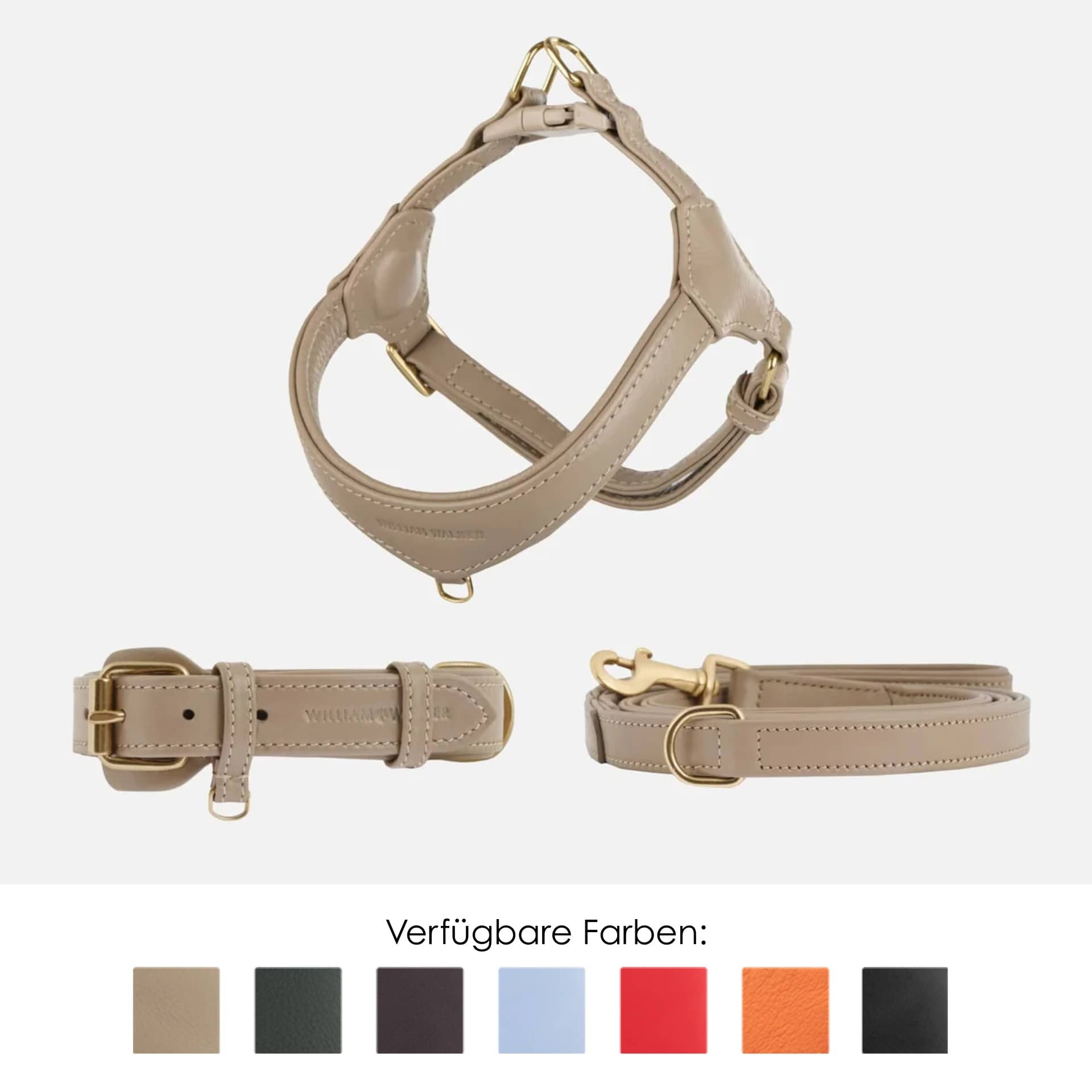 Pes v každodenním životě: Rutina, město a vybavení