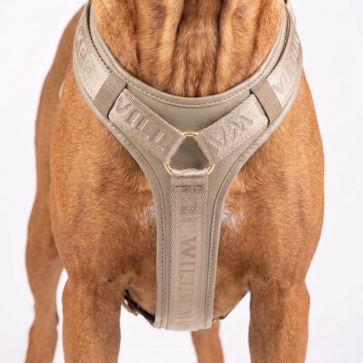 William Walker Prémiový kožený Y-postroj pro psa Plain