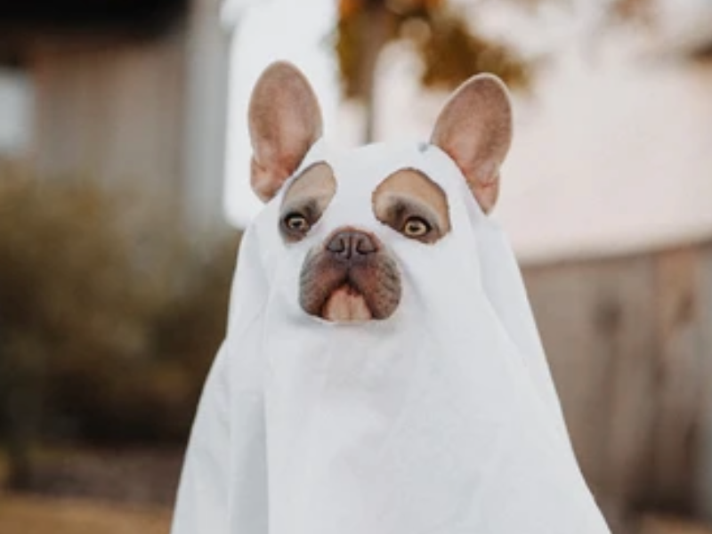 Halloweenské kostýmy pro majitele psů