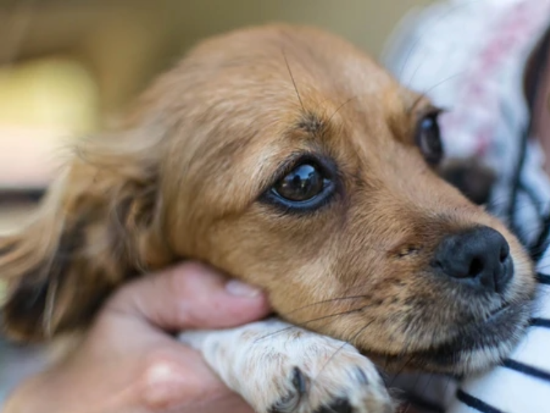 Jak zvládnout návštěvy veterináře bez stresu