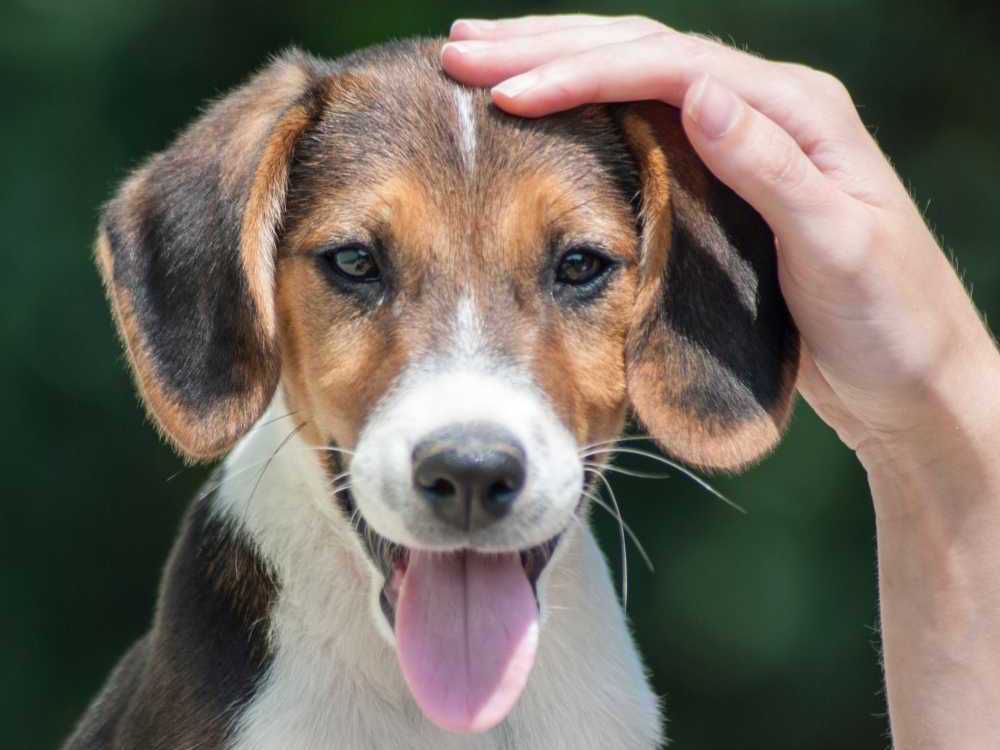 Beagle – portrét plemene #friendsofwilliamwalker