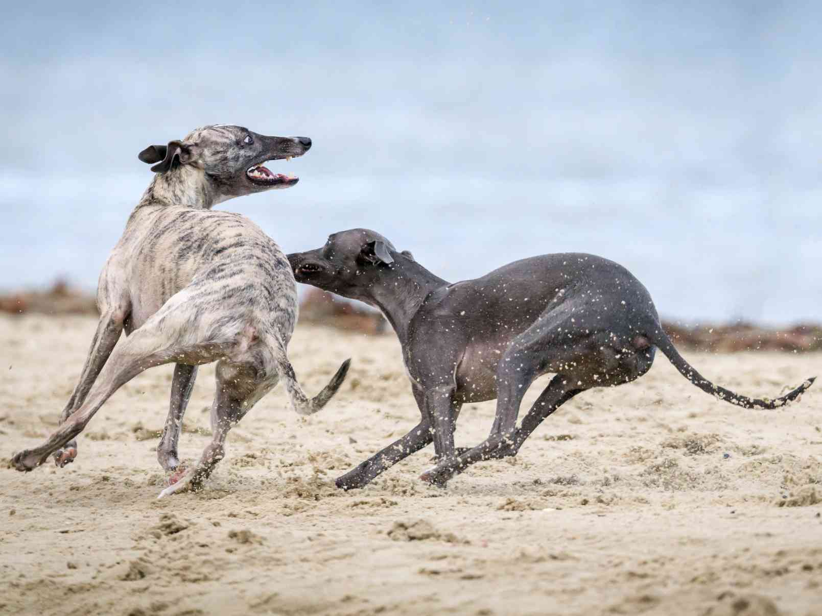 Chrti Greyhoundi