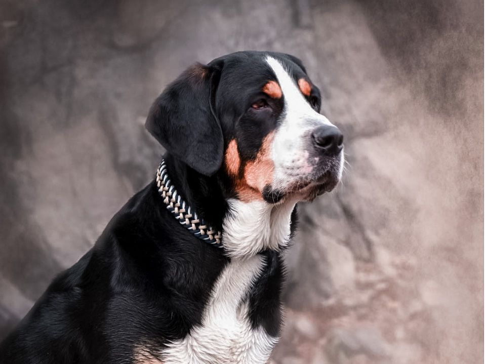 William Walker Swiss Mountain Dog Paracord obojek pro psa