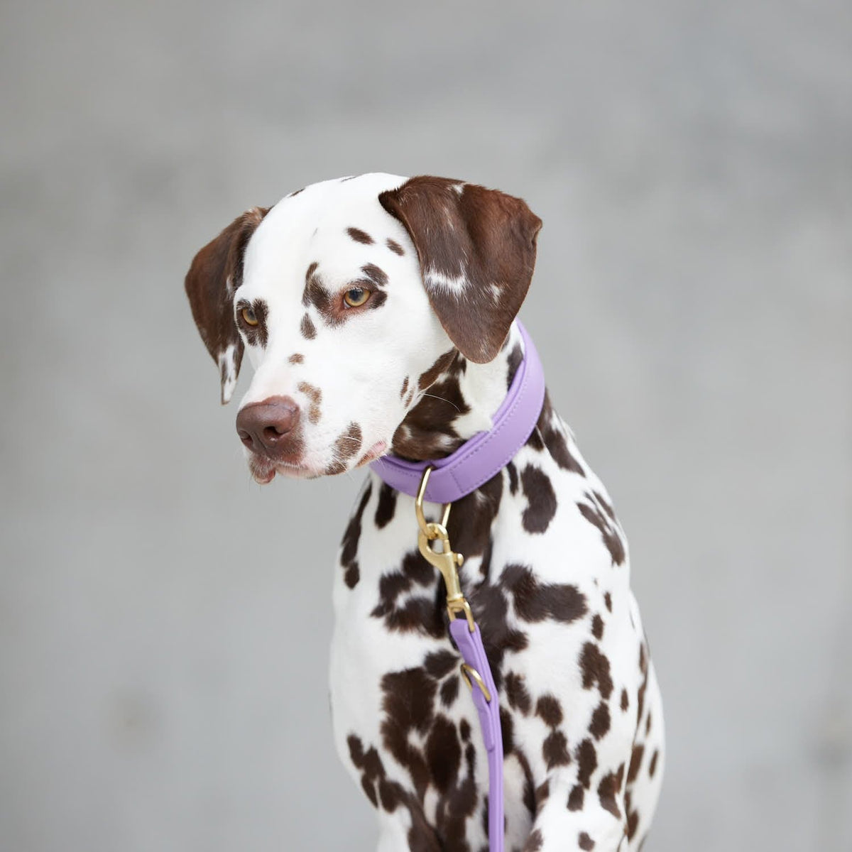 William Walker obojek pro psa Lavender